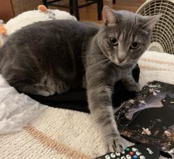 Lost Female Cat last seen Epworth Ave, West Warwick, RI 02893