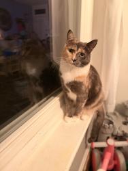 Lost Female Cat last seen Price street, Pottstown, PA 19464