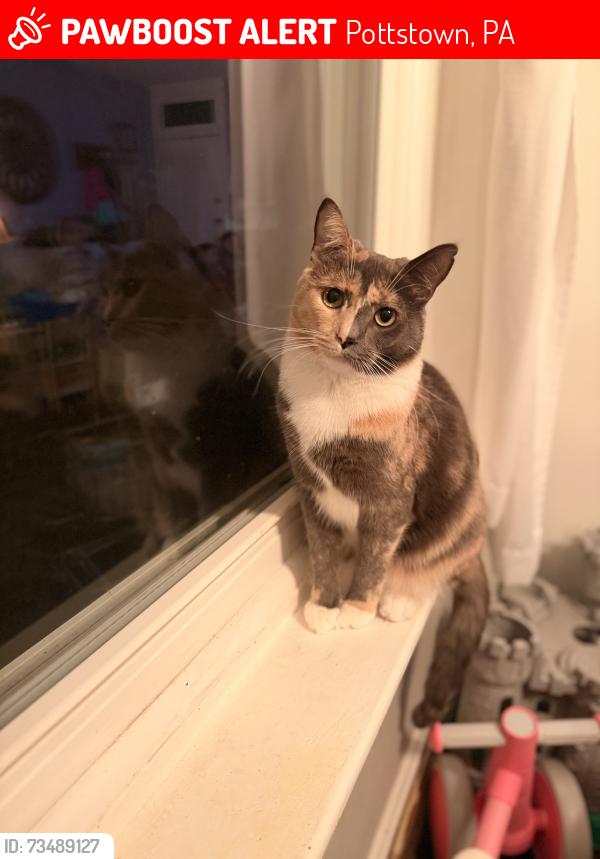 Lost Female Cat last seen Price street, Pottstown, PA 19464