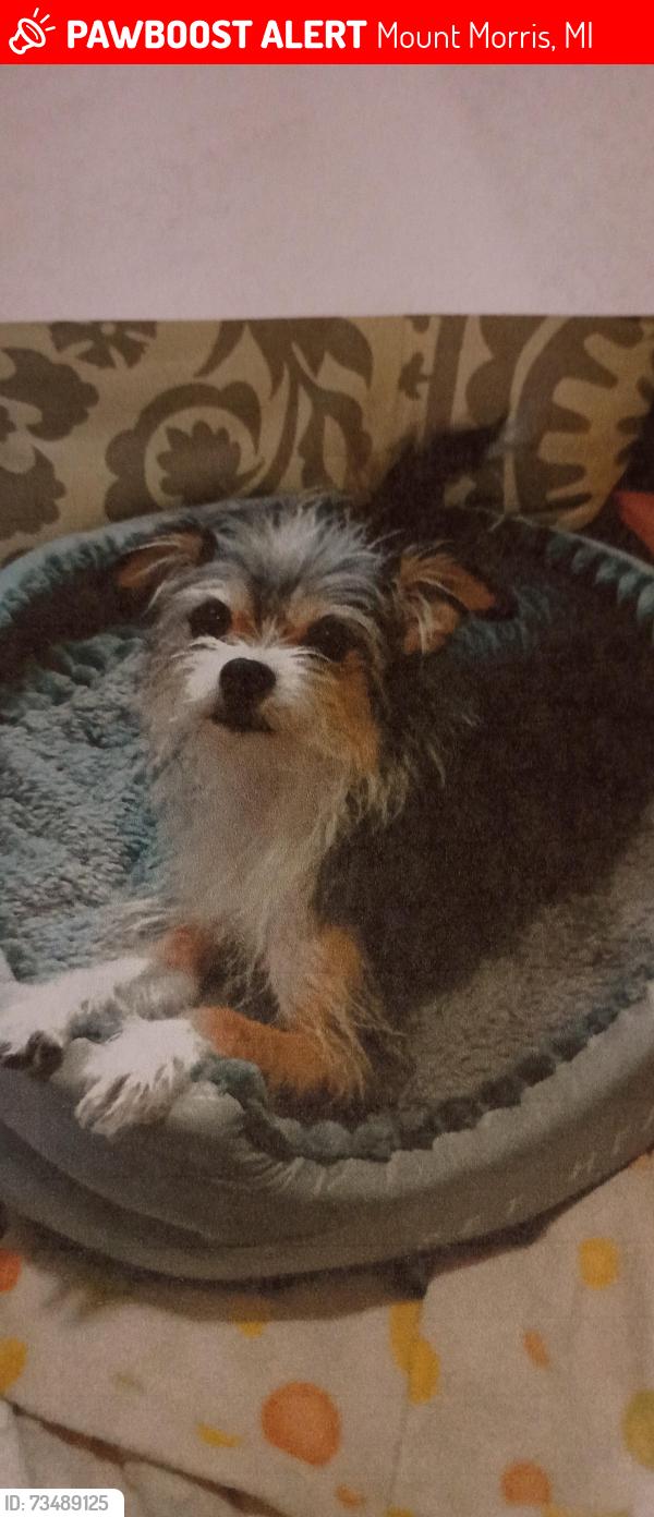 Lost Female Dog last seen Walter n Wisner off north saginaw, Mount Morris, MI 48458