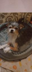 Lost Female Dog last seen Walter n Wisner off north saginaw, Mount Morris, MI 48458