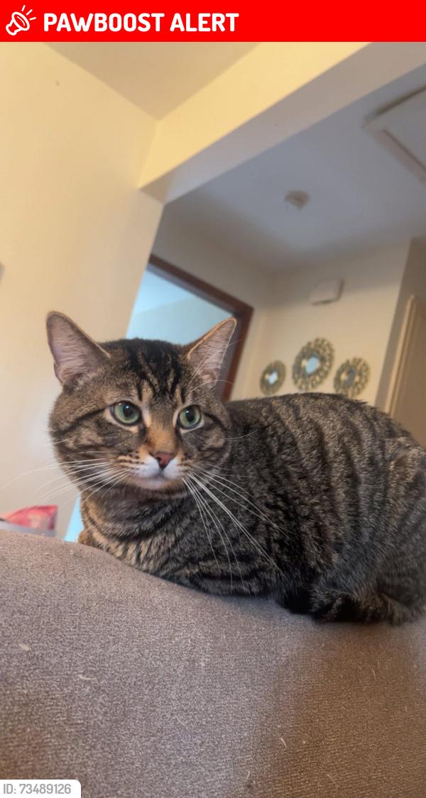 Lost Male Cat last seen Close to the mound, right across from the mortuary, South Charleston, WV 25303