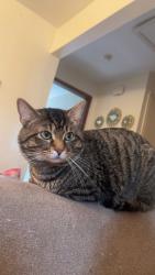 Lost Male Cat last seen Close to the mound, right across from the mortuary, South Charleston, WV 25303
