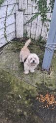 Found/Stray Male Dog last seen 87th Place and Lanely, Chicago, IL 60619