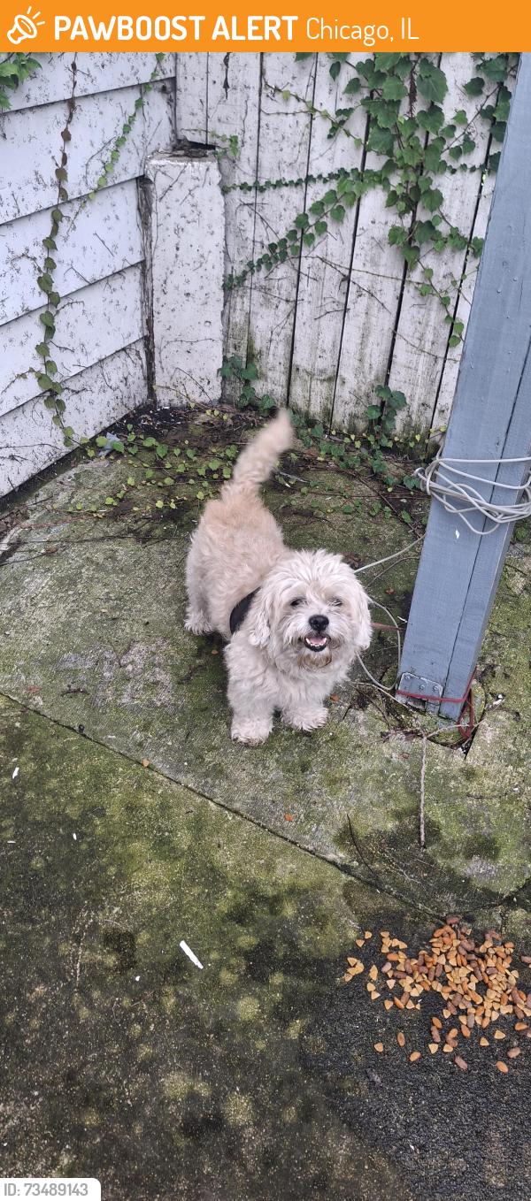 Found/Stray Male Dog last seen 87th Place and Lanely, Chicago, IL 60619