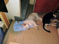 Found/Stray Female Dog last seen Brazos and torreon, San Antonio, TX 78207