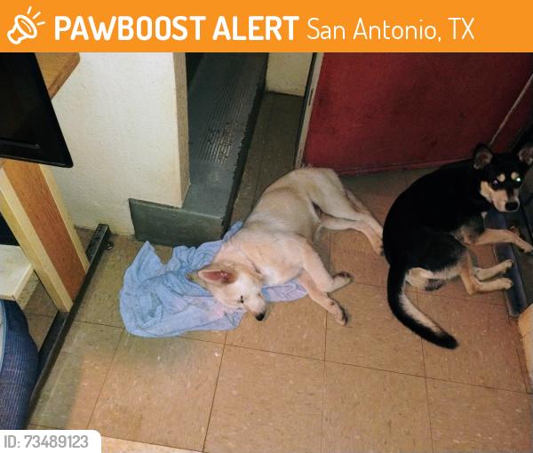 Found/Stray Female Dog last seen Brazos and torreon, San Antonio, TX 78207