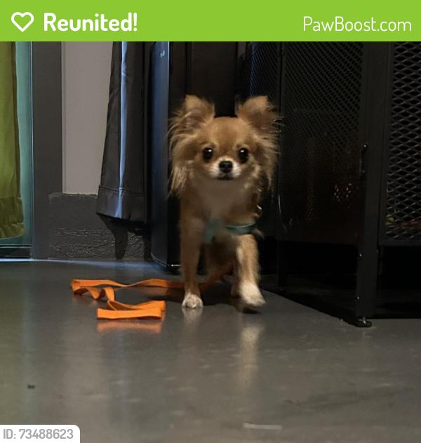 Reunited Female Dog last seen Berrydale Park, Portland, OR 97216