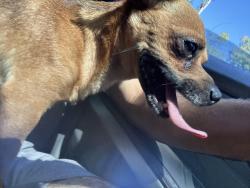 Reunited Male Dog last seen Wayside Rd, Asheville, NC 28805