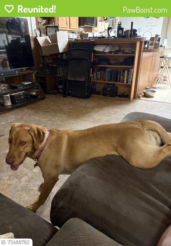 Reunited Female Dog last seen CR 48614, Dayton, TX 77535