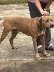 Found/Stray Male Dog last seen Club Knolls Road and Country Club Road, Wayne County, NC 28333