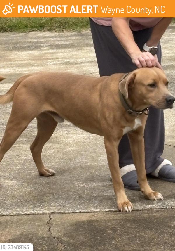 Found/Stray Male Dog last seen Club Knolls Road and Country Club Road, Wayne County, NC 28333
