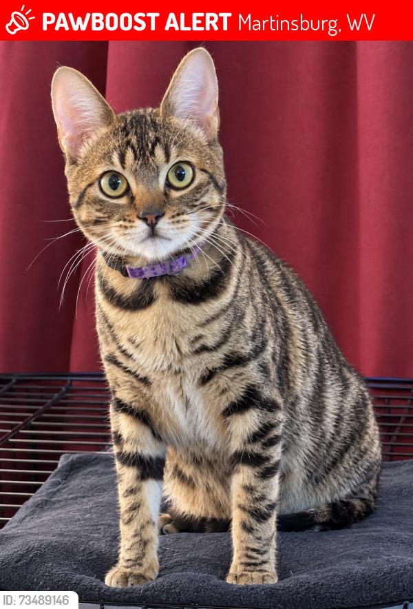 Lost Female Cat last seen Studebaker Ct., Martinsburg, WV 25401