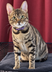Lost Female Cat last seen Studebaker Ct., Martinsburg, WV 25401