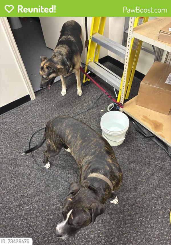Reunited Female Dog last seen 1488/1774, Magnolia, TX 77353