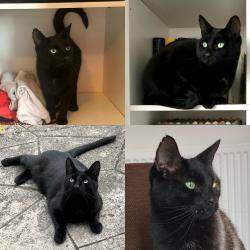 Lost Male Cat last seen Between Nutsford Vale and Greenbank Playing Fields, Greater Manchester, England M19