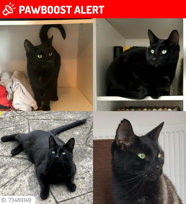 Lost Male Cat last seen Between Nutsford Vale and Greenbank Playing Fields, Greater Manchester, England M19