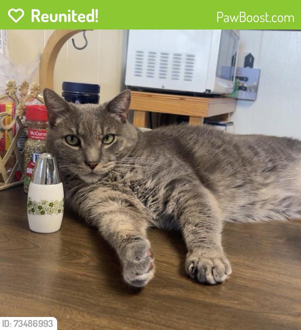 Reunited Male Cat last seen Lynbrook, NY 11563, USA, Lynbrook, NY 11563