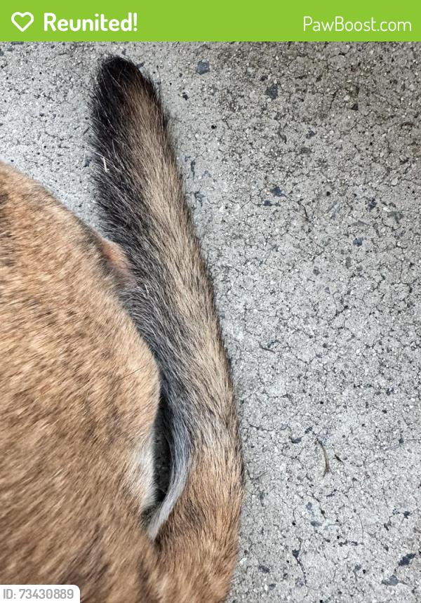 Reunited Unknown Dog last seen Claiborne woods, Keeneland subdivision, Charlotte, NC 28216