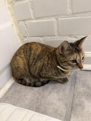 Found/Stray Unknown Cat last seen Bambrey Street, Girard College, Philadelphia, PA 19130