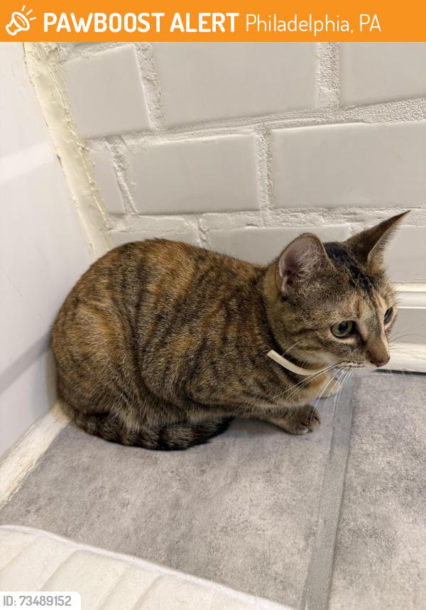 Found/Stray Unknown Cat last seen Bambrey Street, Girard College, Philadelphia, PA 19130