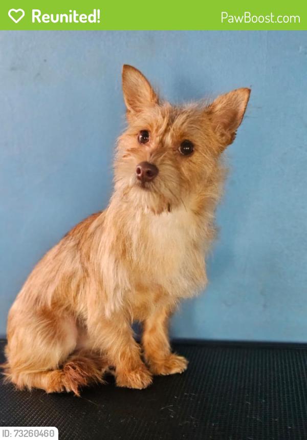 Reunited Female Dog last seen Stanford and Avalon, Los Angeles, CA 90001