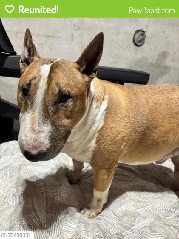 Reunited Male Dog last seen King George, close to wood street, Brantford, ON 