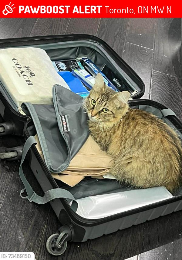 Lost Female Cat last seen Albion Road and Elmhurst, Toronto, ON M9W 2N8