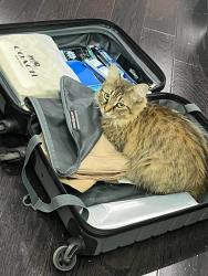 Lost Female Cat last seen Albion Road and Elmhurst, Toronto, ON M9W 2N8