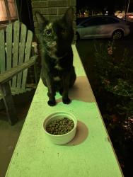 Reunited Unknown Cat last seen Mignon and McLean, Memphis, TN 38107