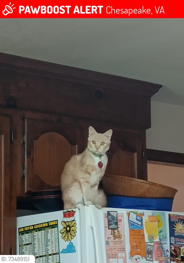 Lost Female Cat last seen Greenbrier Mall, Chesapeake, VA 23320
