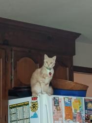 Lost Female Cat last seen Greenbrier Mall, Chesapeake, VA 23320