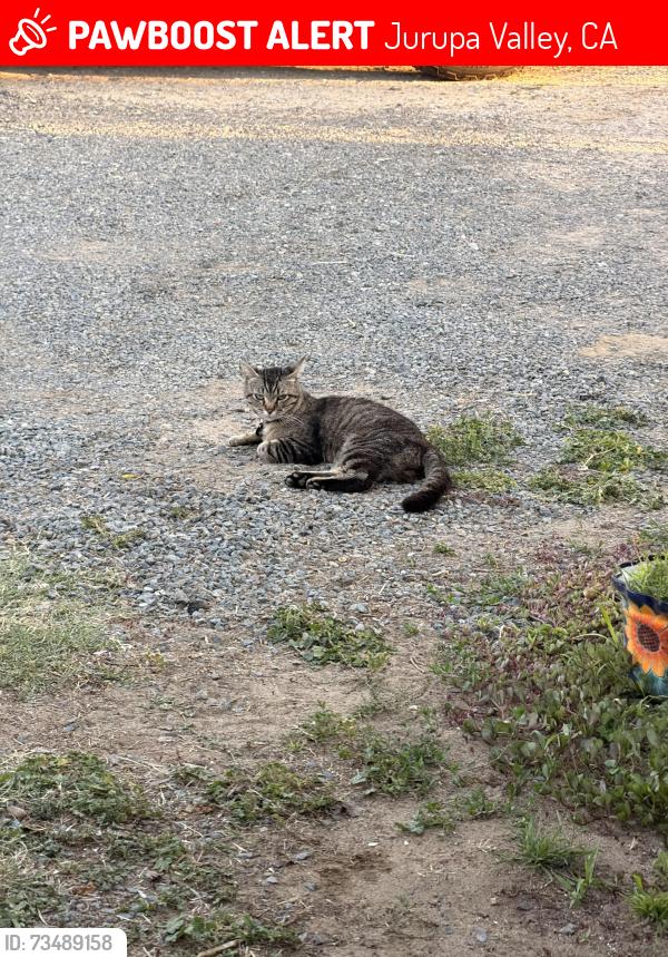 Lost Male Cat last seen 48th st and troth, Jurupa Valley, CA 91752