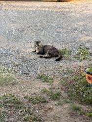 Lost Male Cat last seen 48th st and troth, Jurupa Valley, CA 91752