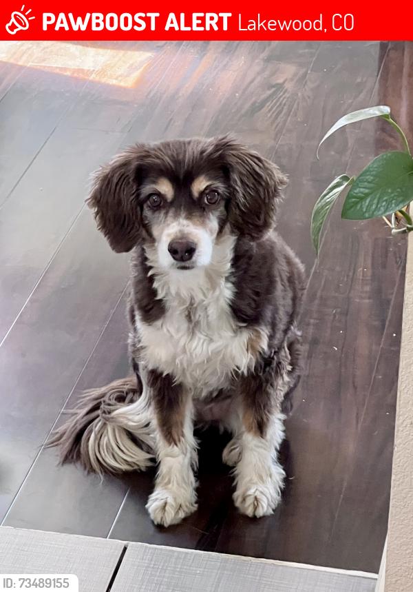 Lost Female Dog last seen 13th and Kipling, Lakewood, CO 80215