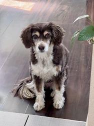 Lost Female Dog last seen 13th and Kipling, Lakewood, CO 80215