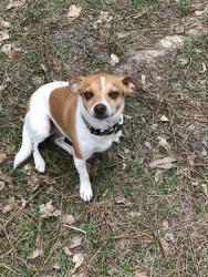 Lost Male Dog last seen FM 2109, Huntington, TX 75949
