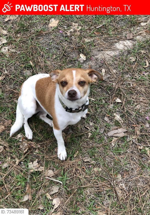Lost Male Dog last seen FM 2109, Huntington, TX 75949