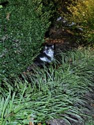 Found/Stray Unknown Cat last seen Sitting in my yard near my front door on Rexmoor Drive, North Chesterfield, VA 23236