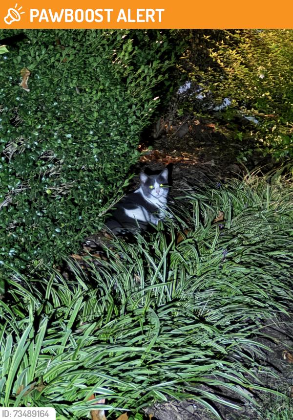 Found/Stray Unknown Cat last seen Sitting in my yard near my front door on Rexmoor Drive, North Chesterfield, VA 23236