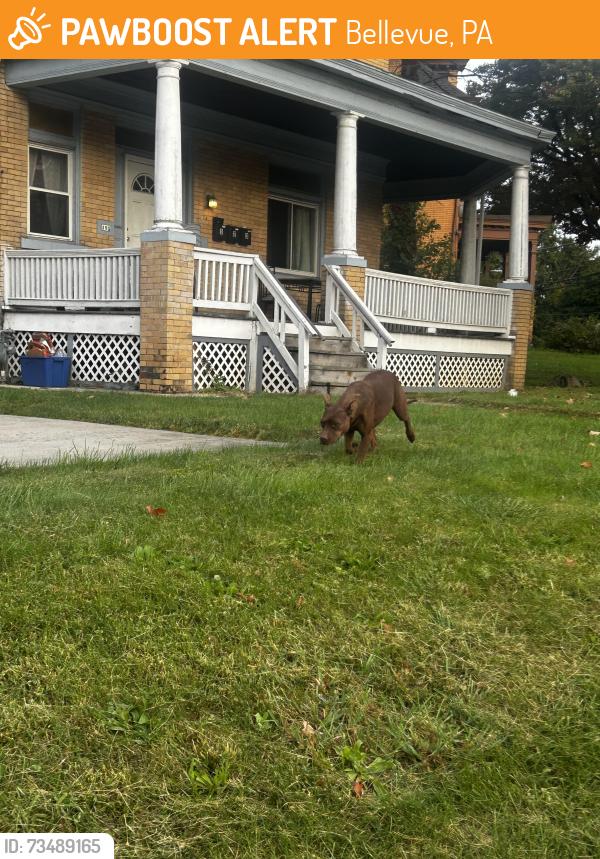 Found/Stray Female Dog last seen Near Lincoln Ave, Bellevue, PA 15202