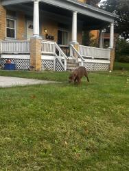Found/Stray Female Dog last seen Near Lincoln Ave, Bellevue, PA 15202