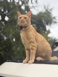 Lost Male Cat last seen Sulpher Springs road, Murfreesboro, TN 37129