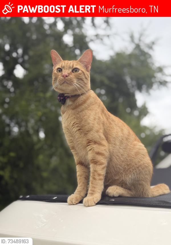 Lost Male Cat last seen Sulpher Springs road, Murfreesboro, TN 37129