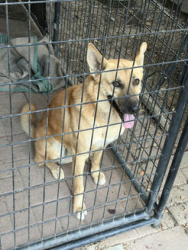 Found/Stray Male Dog last seen North 99 on ramp at Fremont Street, Garden Acres, CA 95215