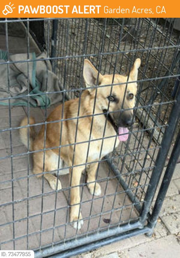 Found/Stray Male Dog last seen North 99 on ramp at Fremont Street, Garden Acres, CA 95215
