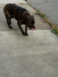 Found/Stray Female Dog last seen Near Lincoln Ave, Bellevue, PA 15202
