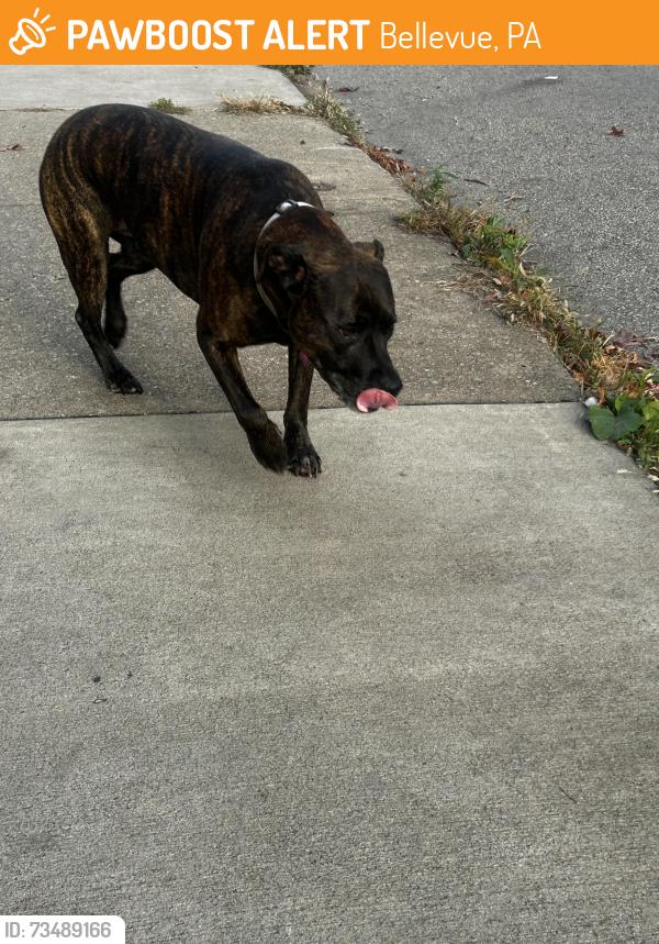 Found/Stray Female Dog last seen Near Lincoln Ave, Bellevue, PA 15202