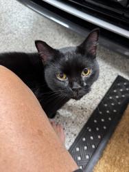 Found/Stray Unknown Cat last seen Caton Farm and Drauden Road, Plainfield, IL 60586