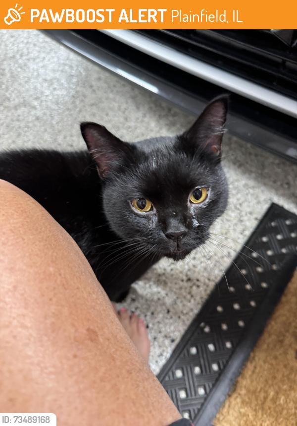 Found/Stray Unknown Cat last seen Caton Farm and Drauden Road, Plainfield, IL 60586